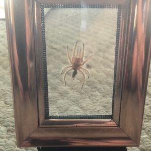 Framed tarantula skin